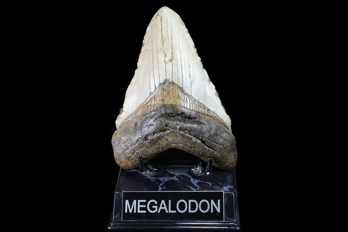 Bargain, Megalodon Tooth - North Carolina #83970